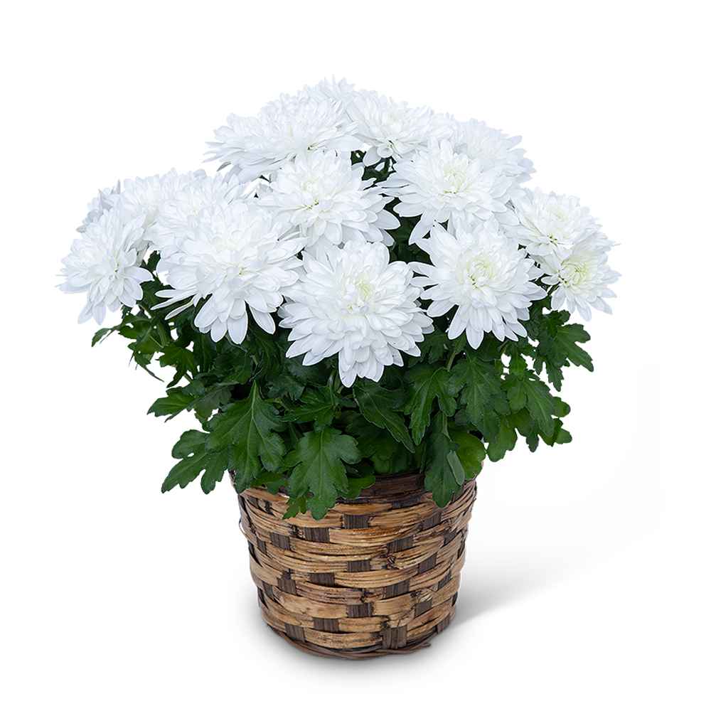 White Chrysanthemum Plant