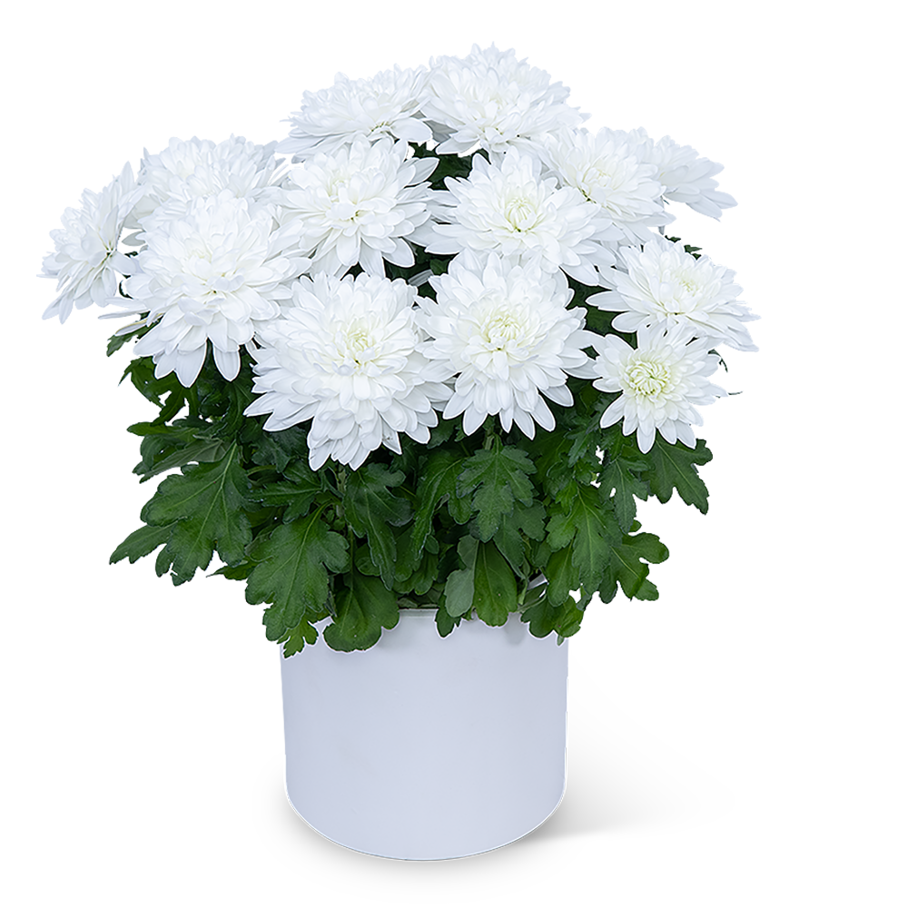 White Chrysanthemum Plant