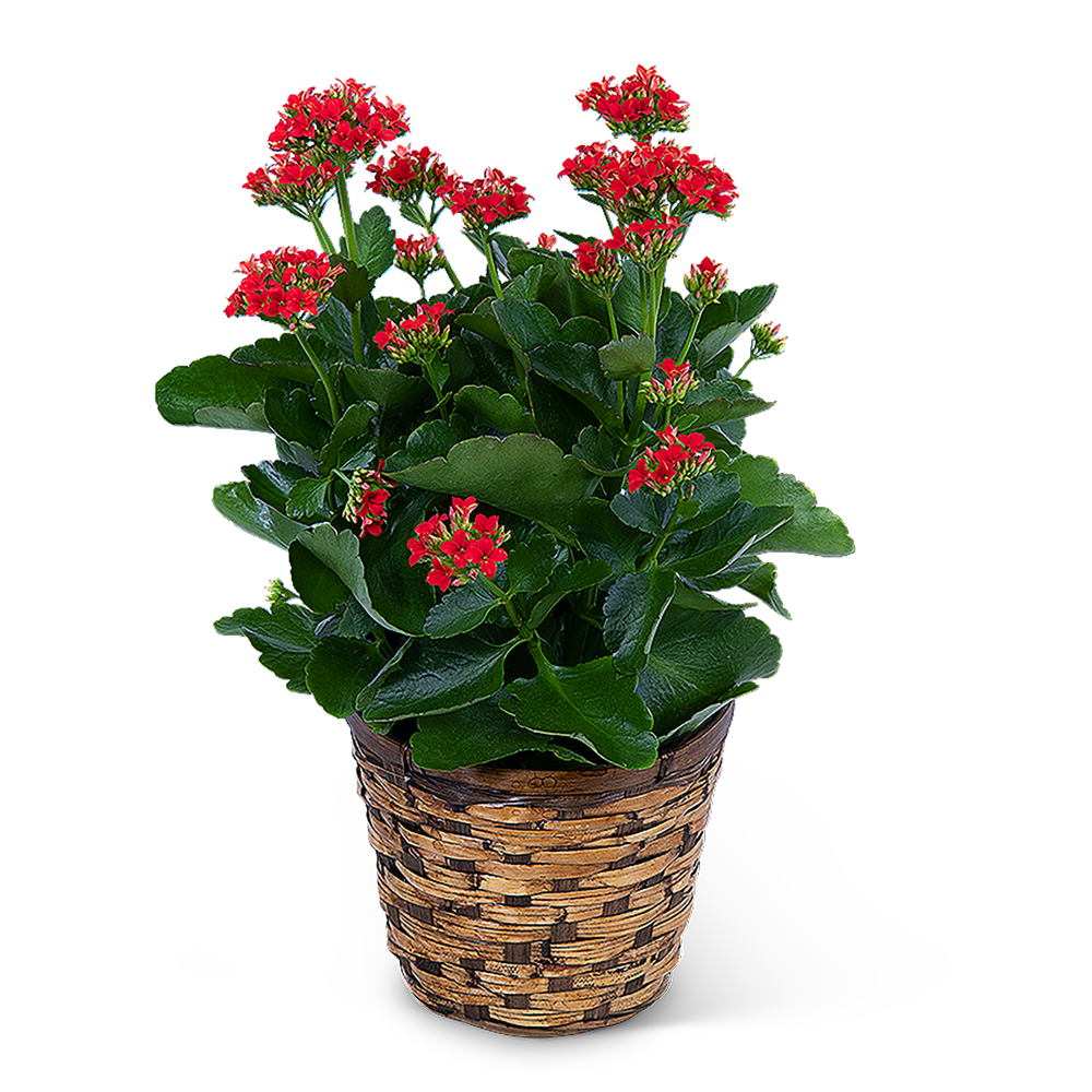 Red Kalanchoe Plant