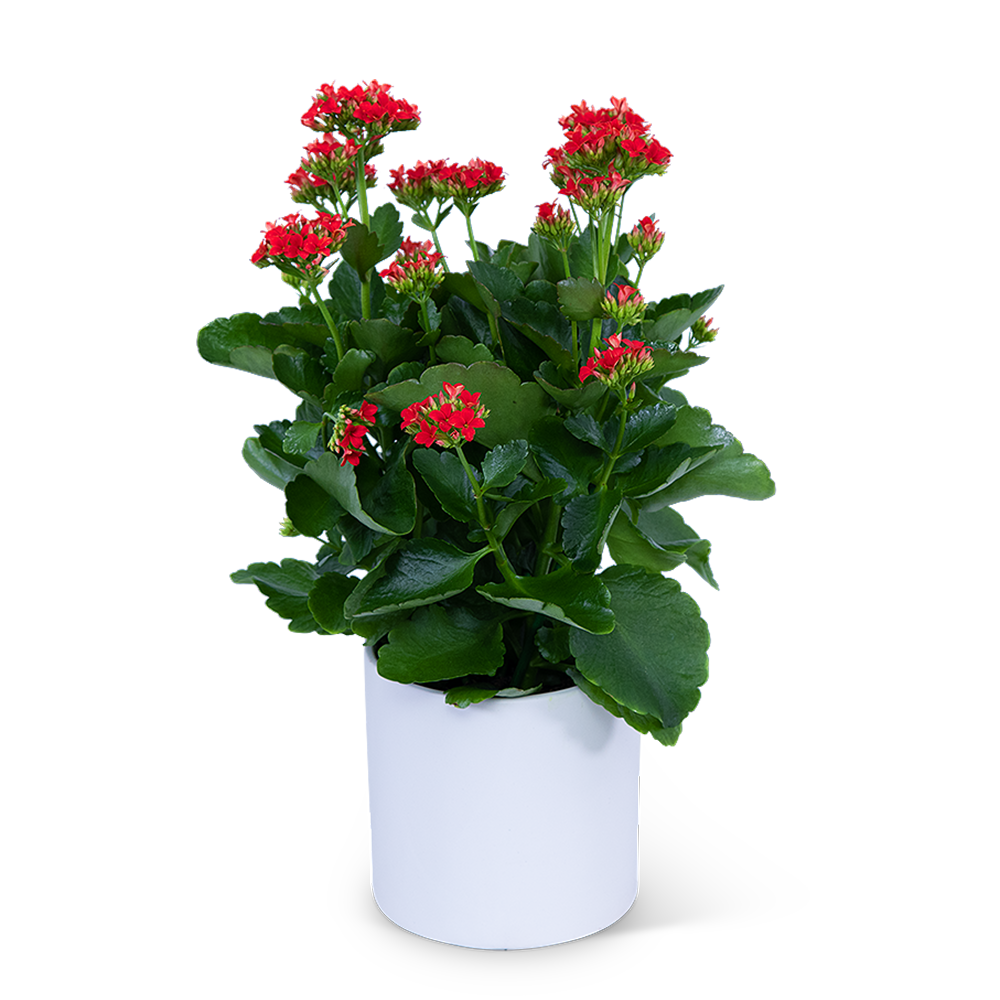 Red Kalanchoe Plant