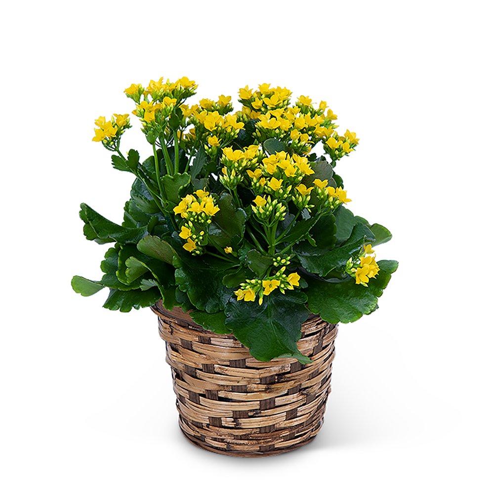 Yellow Kalanchoe Plant