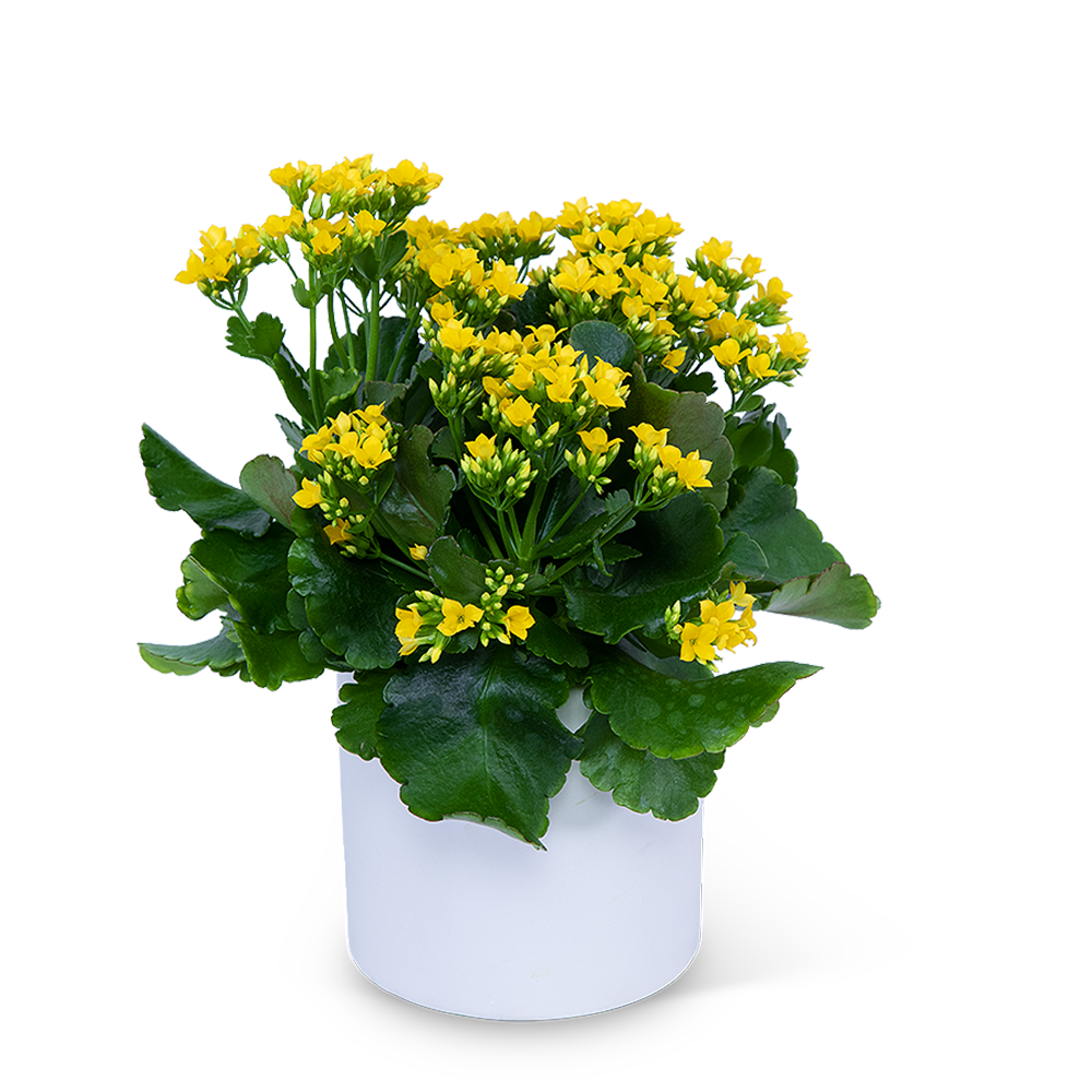 Yellow Kalanchoe Plant
