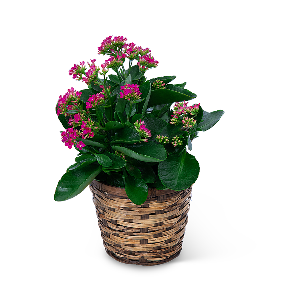 Pink Kalanchoe Plant