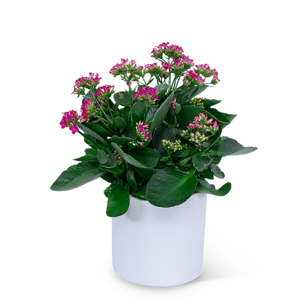 Pink Kalanchoe Plant
