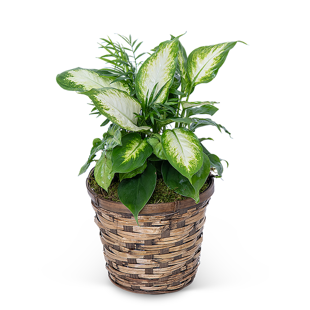 Mixed Planter in Basket
