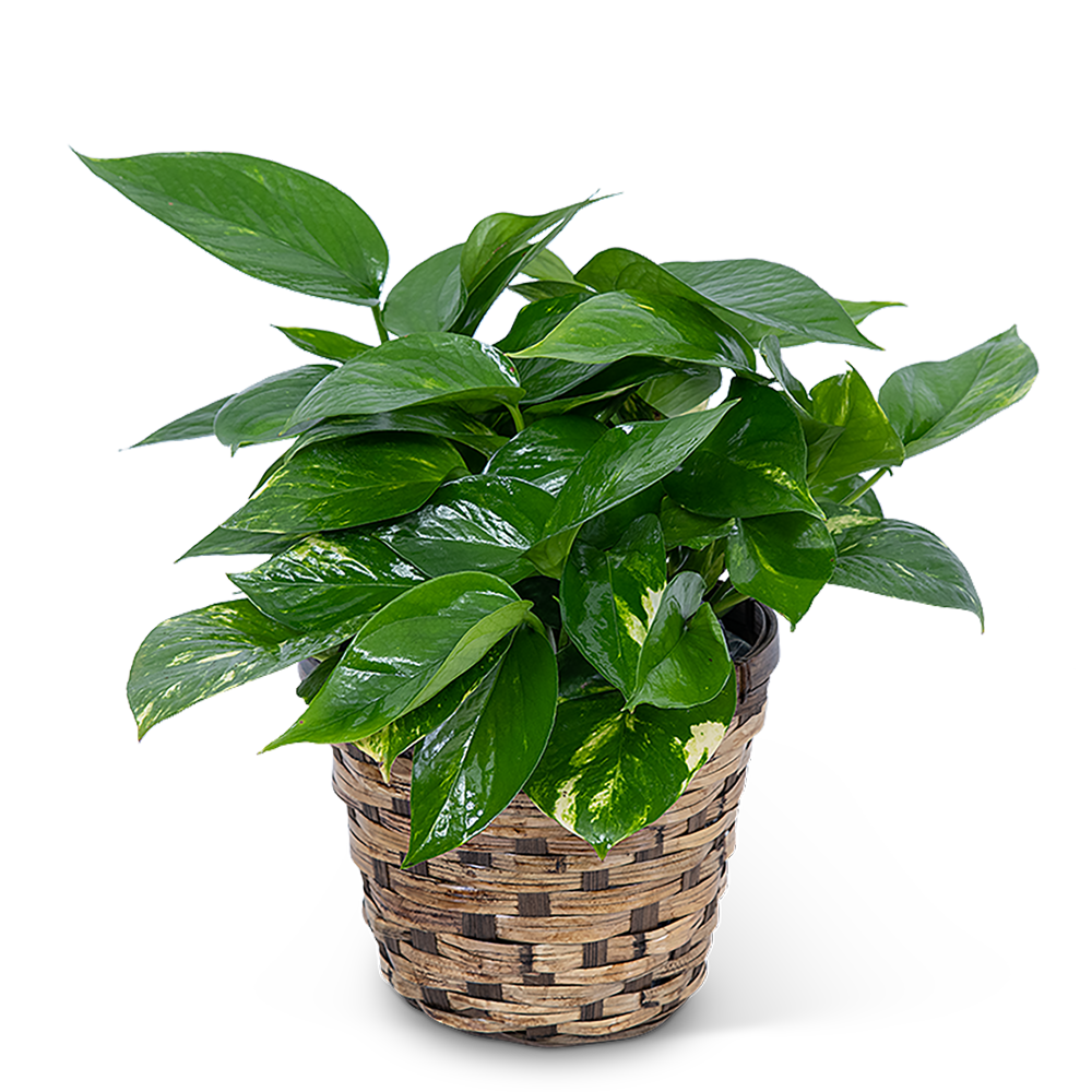 Pothos Plant in Basket