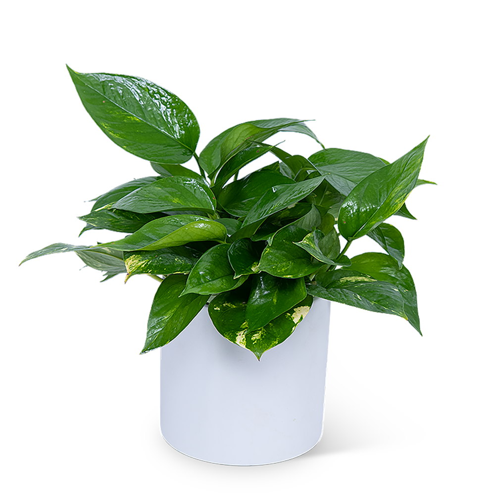 Pothos Plant