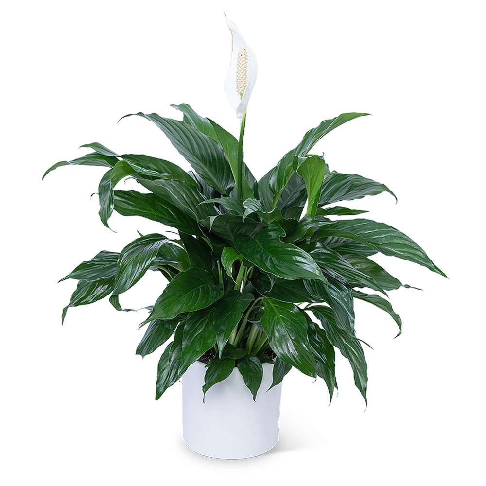 Peace Lily Plant
