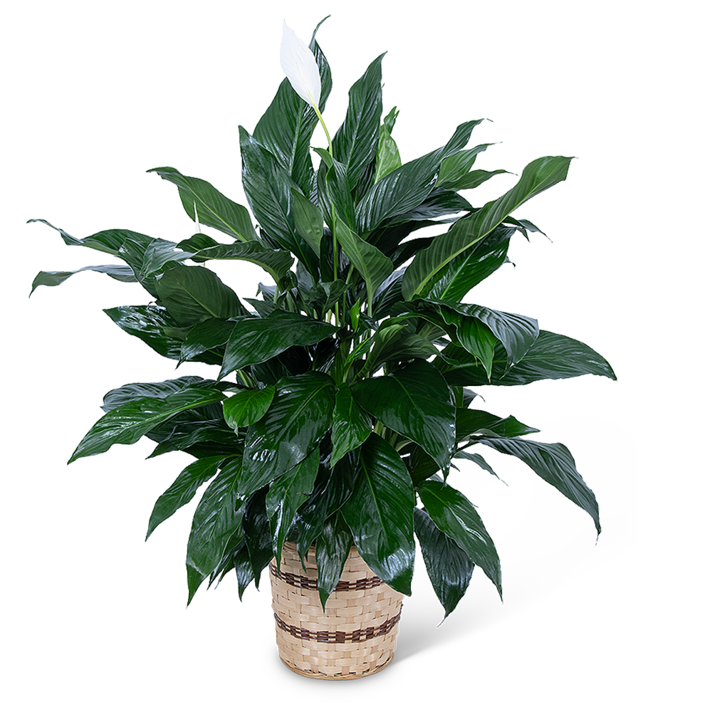 Medium Peace Lily Plant
