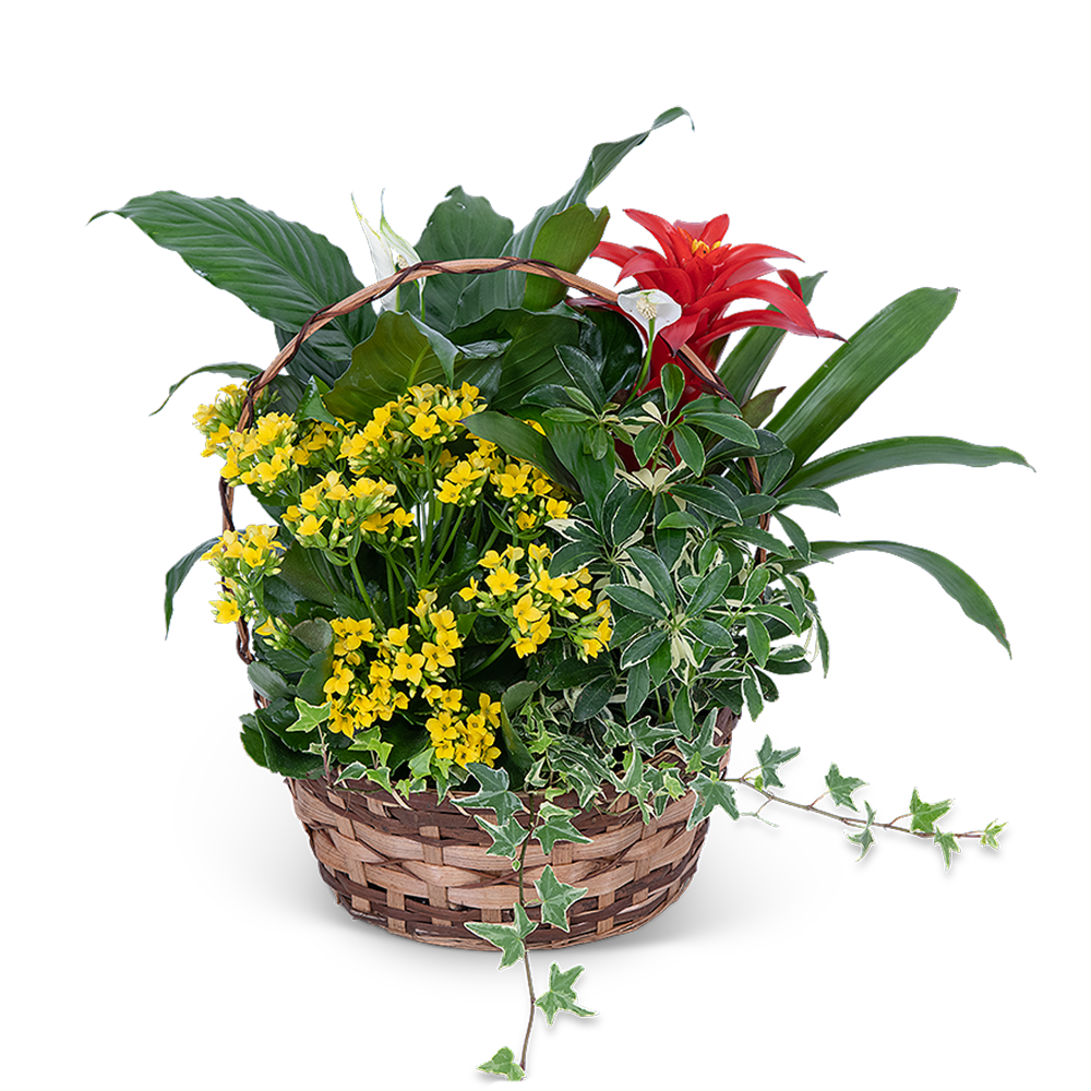 Blooming Dish Garden