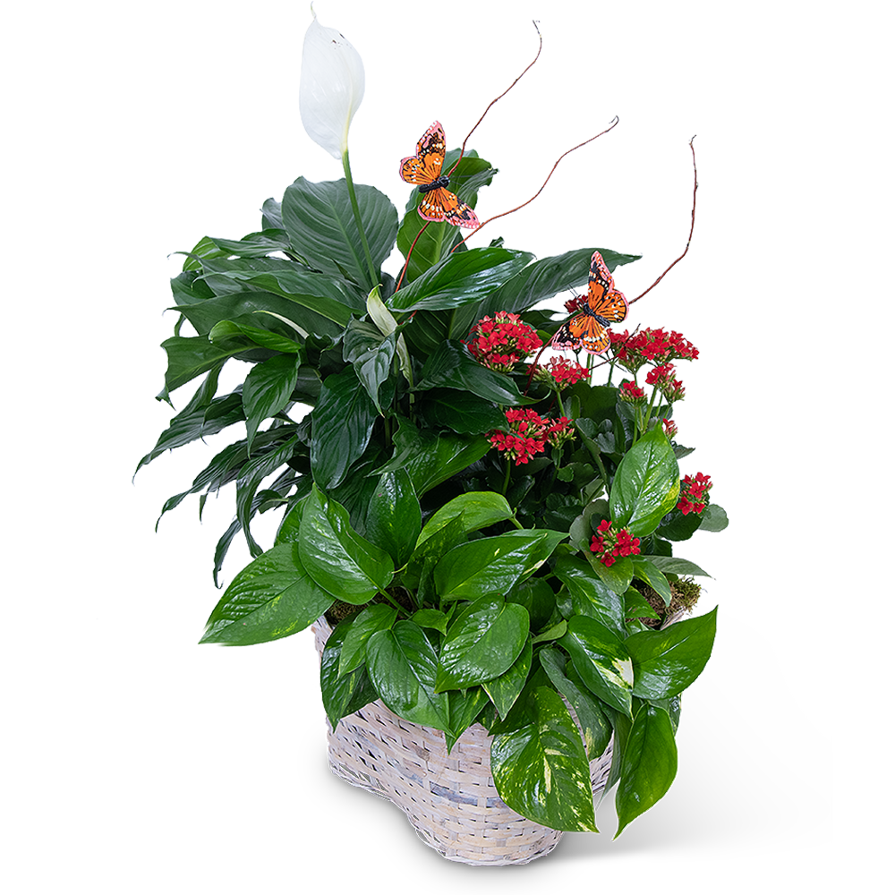 Verdant Basket with Butterflies