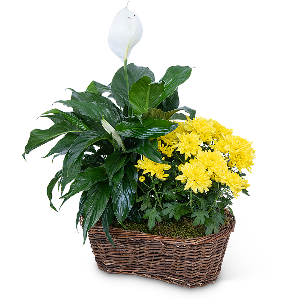 Peace Lily with Yellow Mum Plant