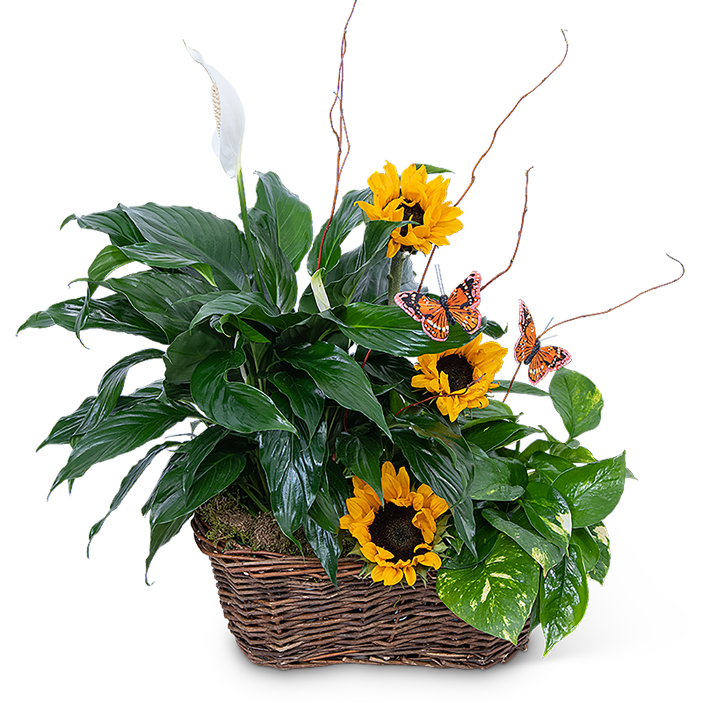 Sunshine and Butterflies