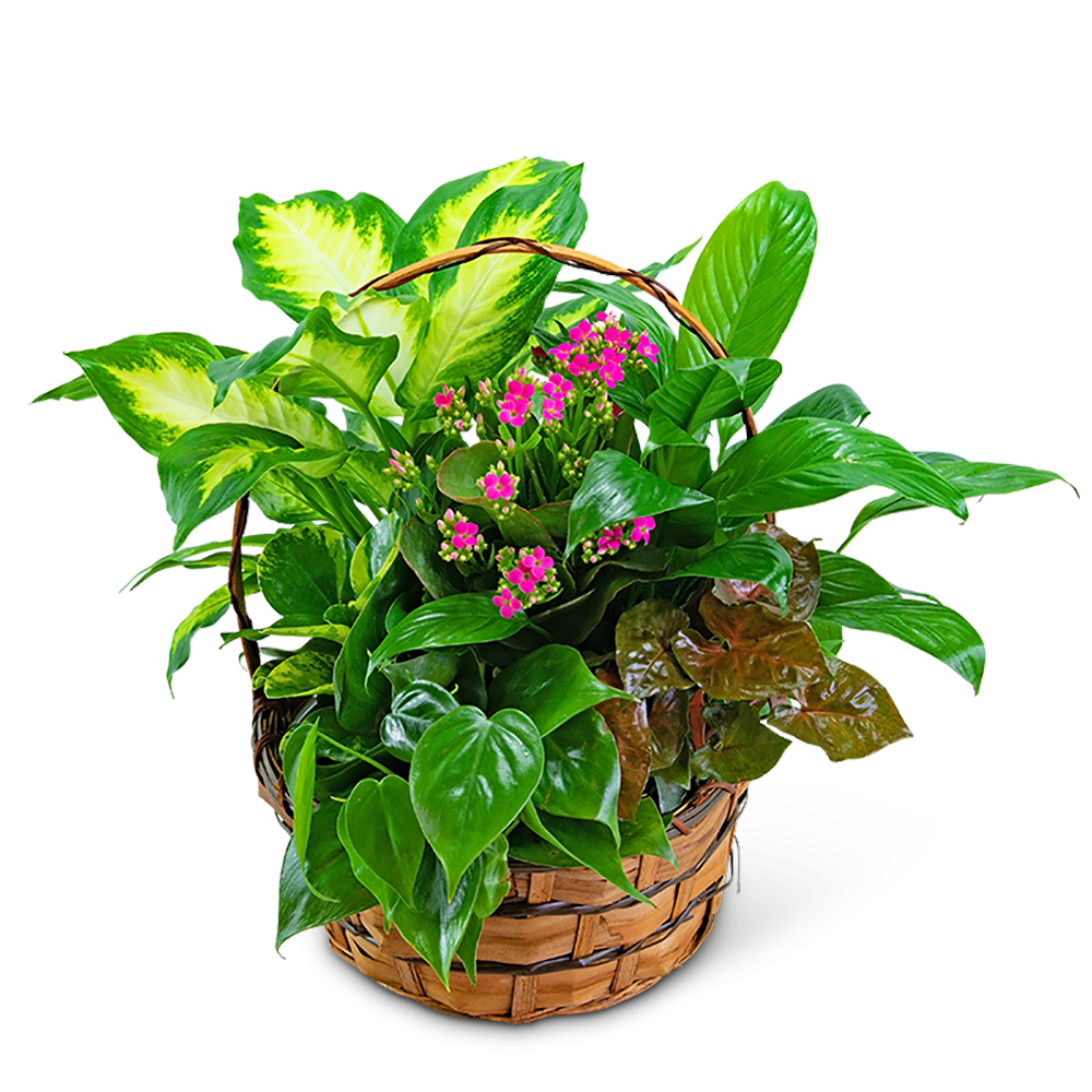 Medium Blooming Dish Garden