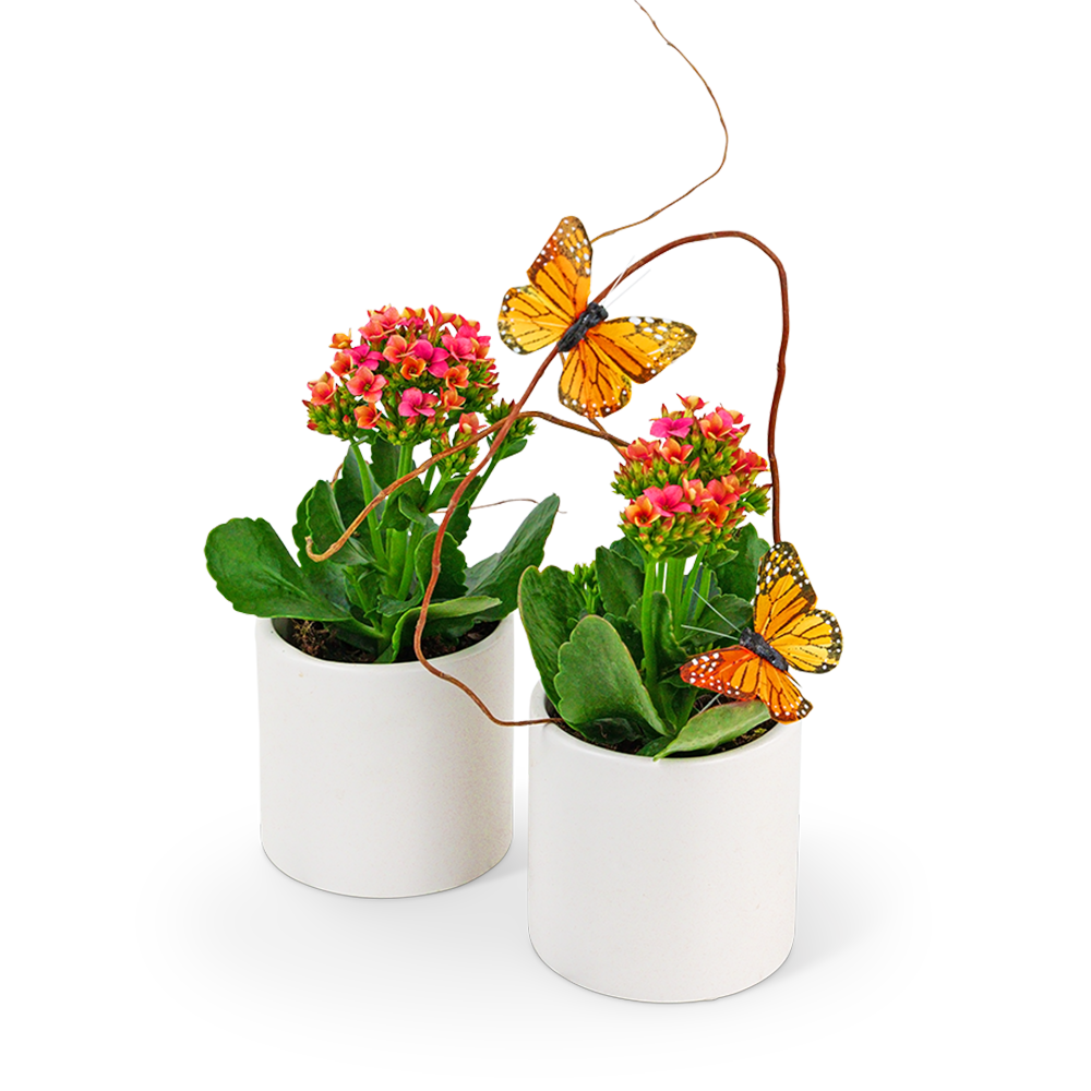 Kalanchoe Garden Duo