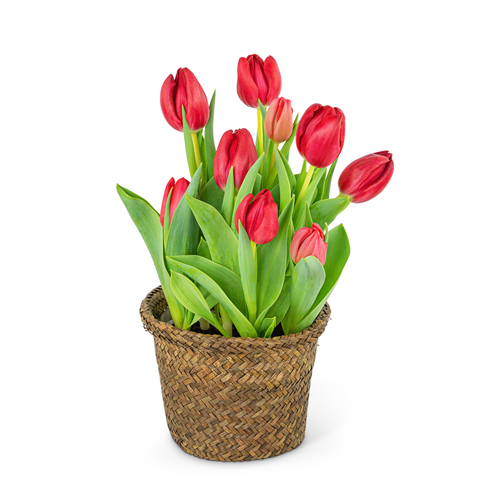 Potted Tulip Plant