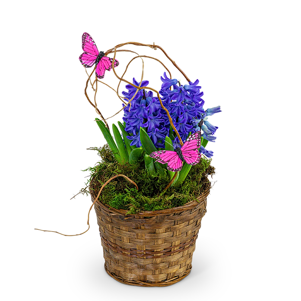 Hyacinth Plant in Basket