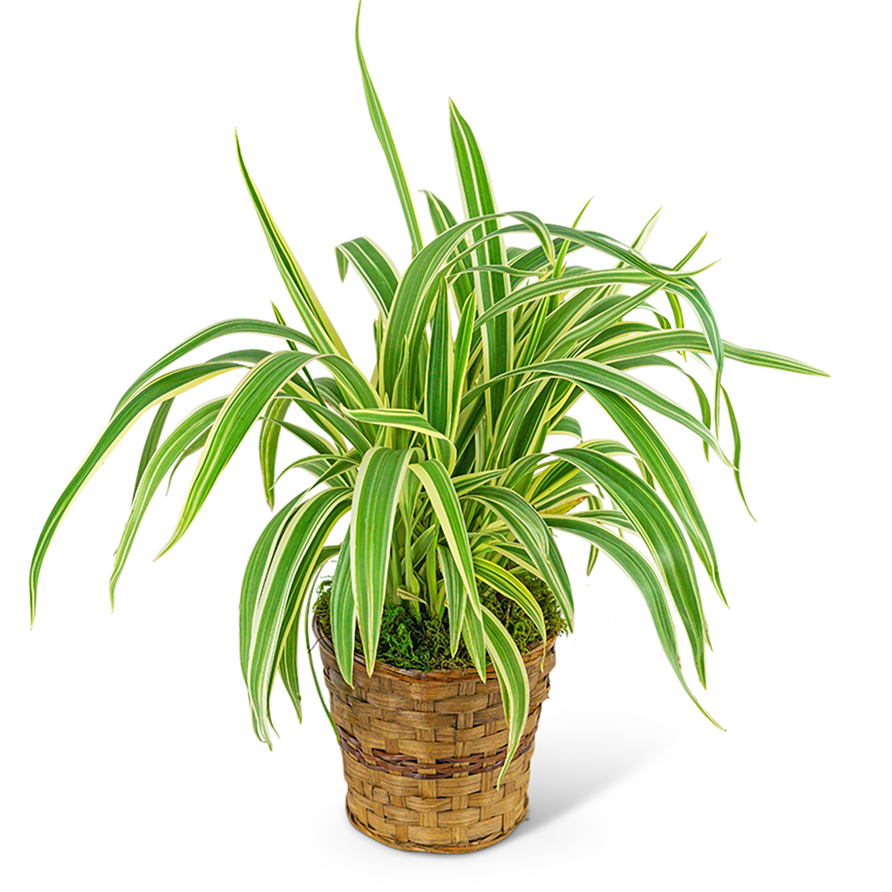 Flax Lily Plant in Basket