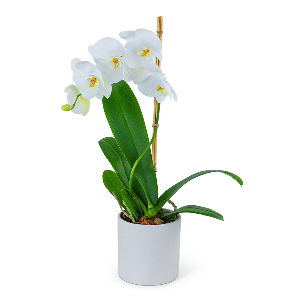 White Orchid Plant