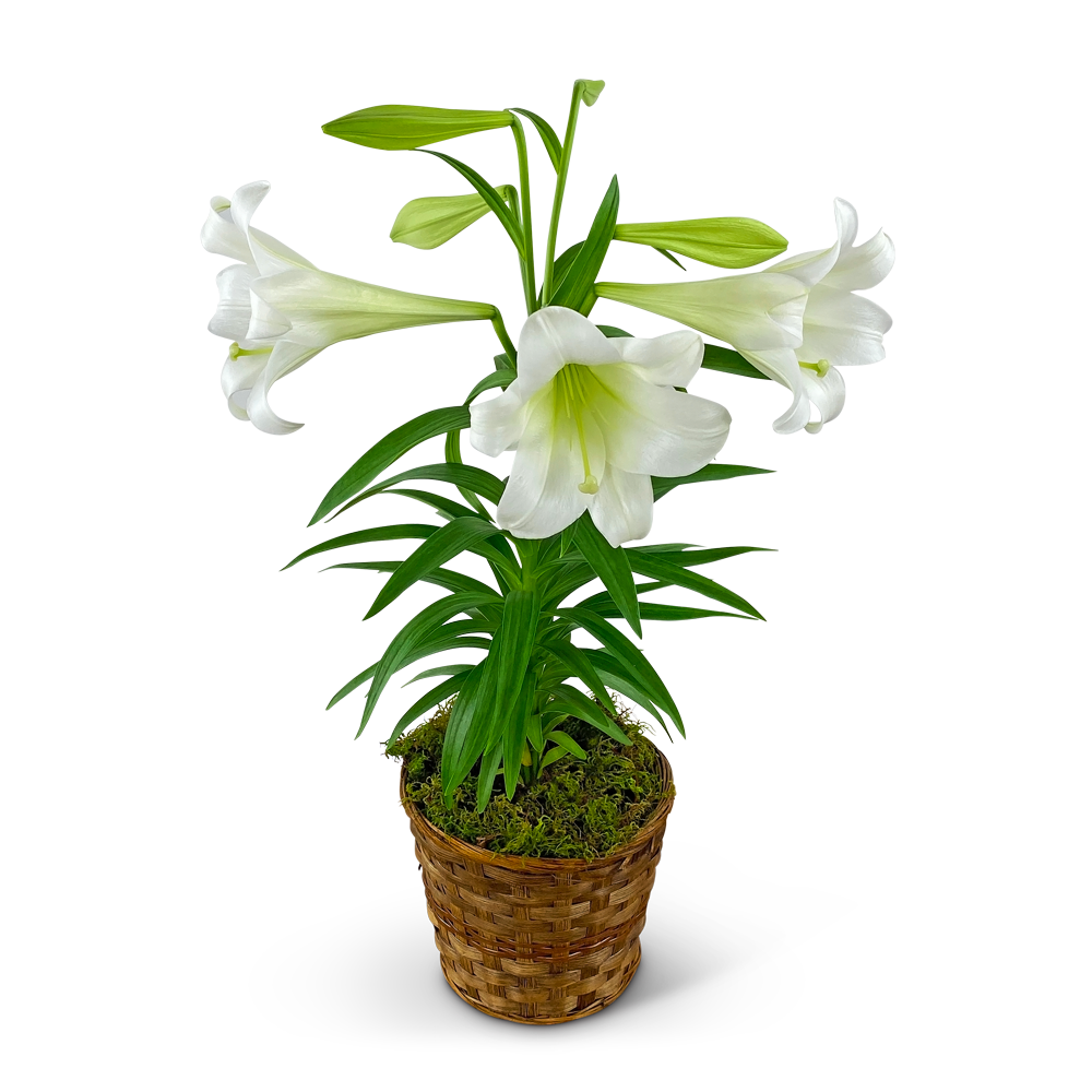 Easter Lily Plant in Basket
