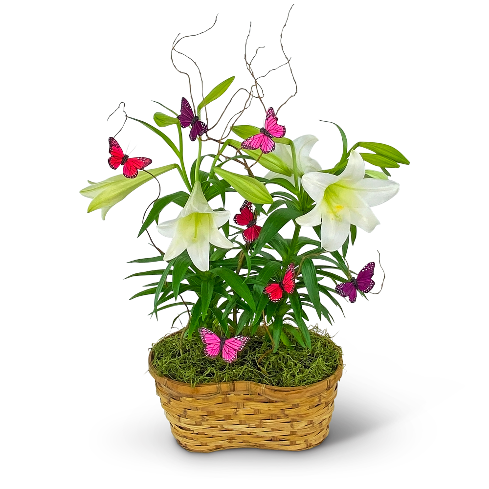 Easter Lilies in Spring Basket