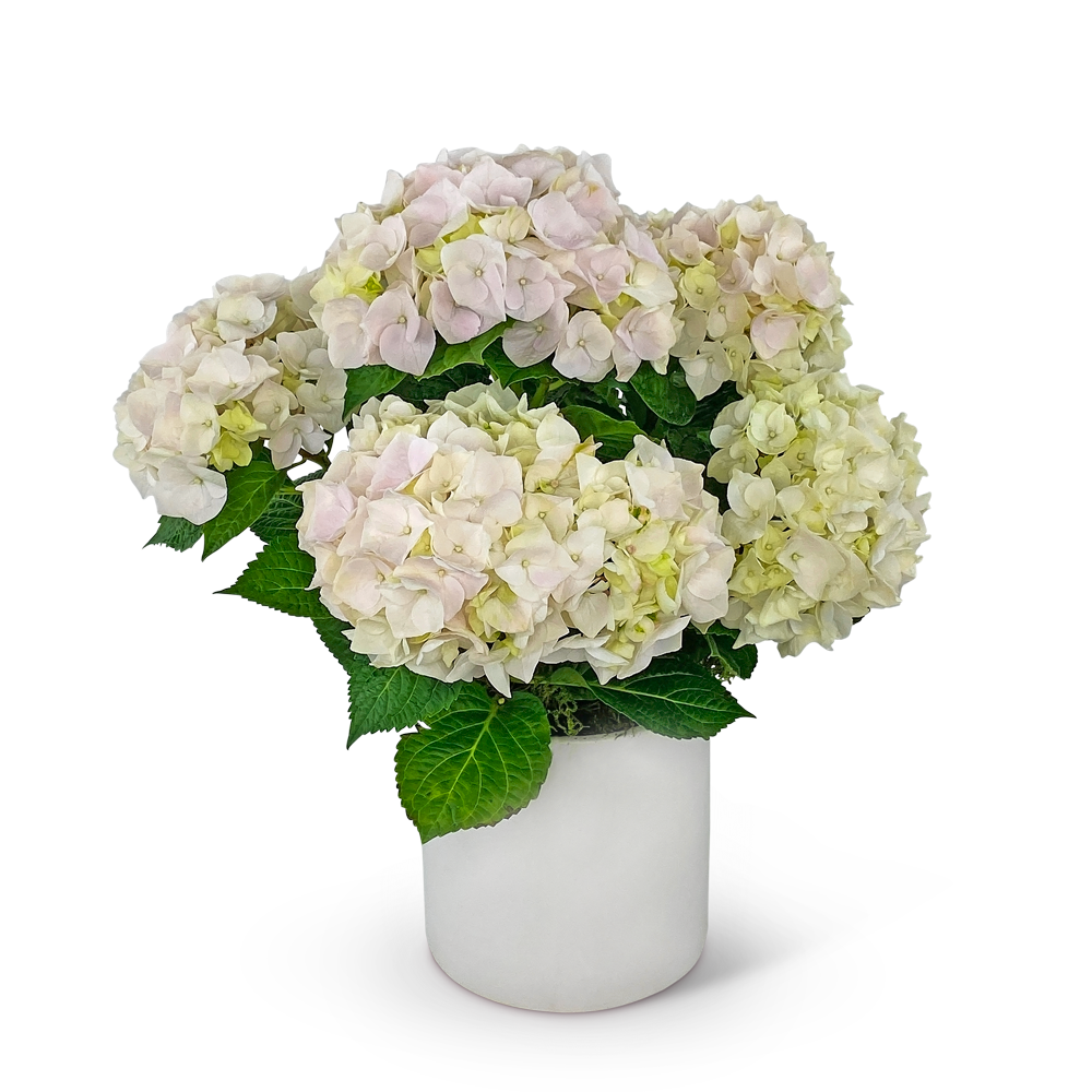 Blush Hydrangea Plant