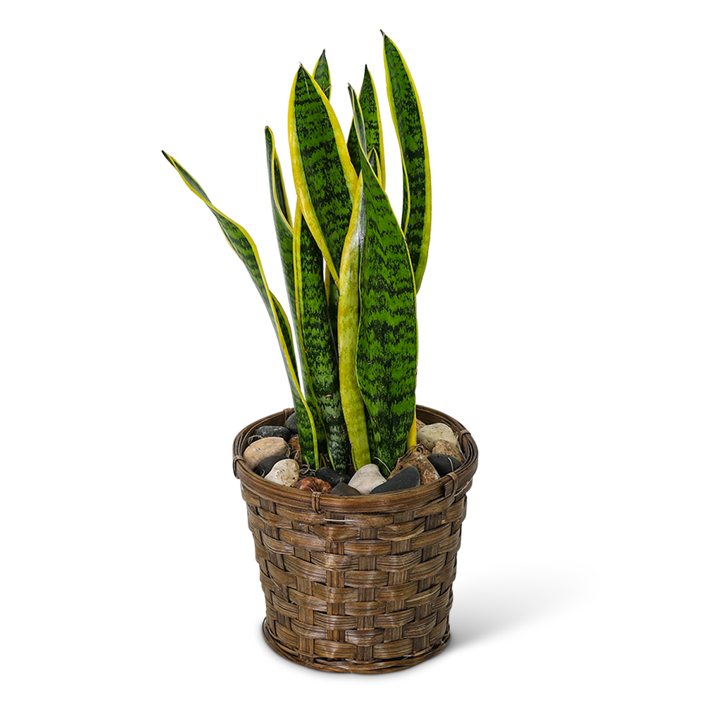Sansevieria Plant in Basket