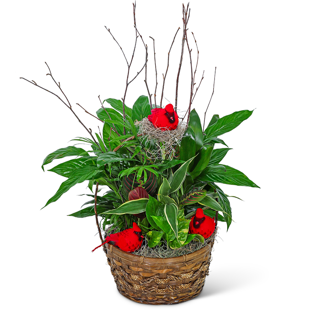 Dish Garden with Cardinals