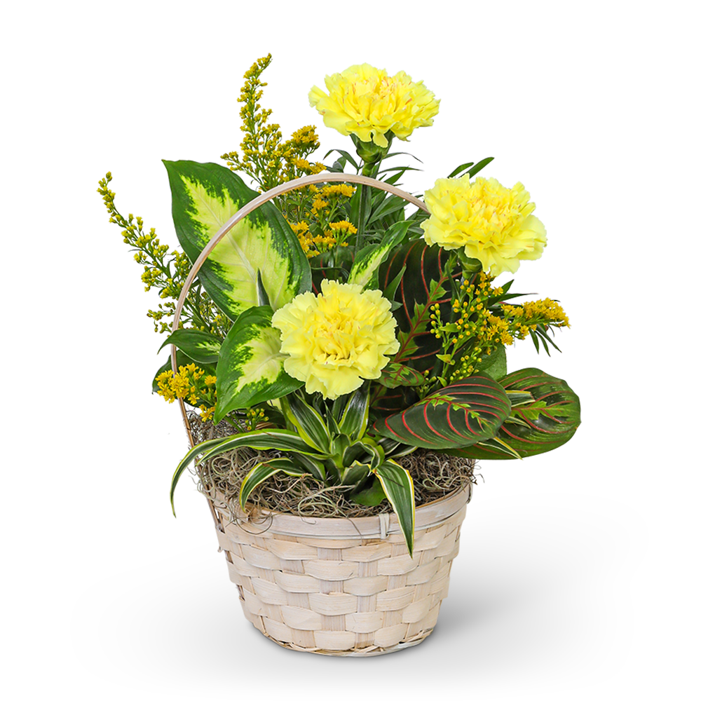 Dish Garden with Yellow Florals