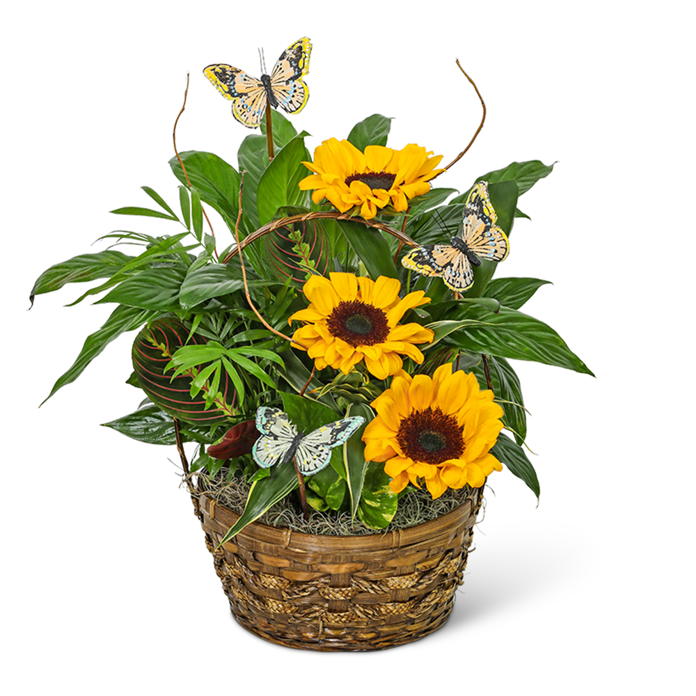 Dish Garden with Sunflowers and Butterflies