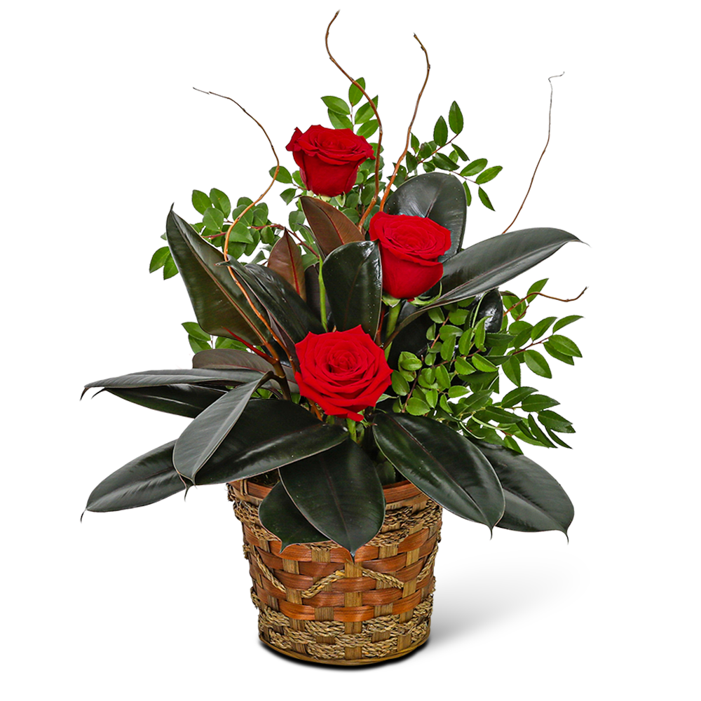 Rubber Tree Plant with Red Roses