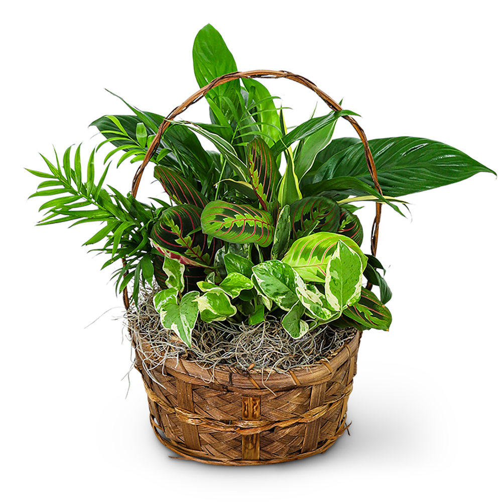 Evergreen Oasis Dish Garden