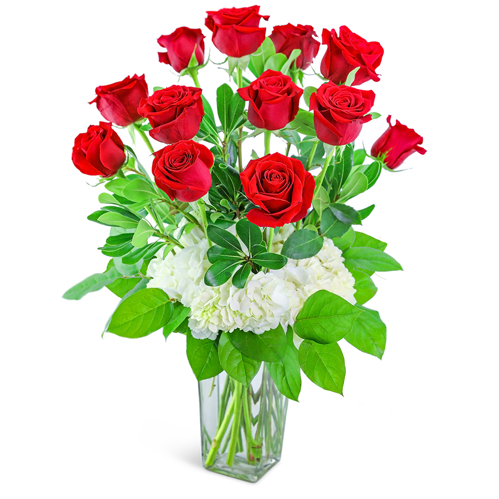 One Dozen Red Roses with Hydrangea