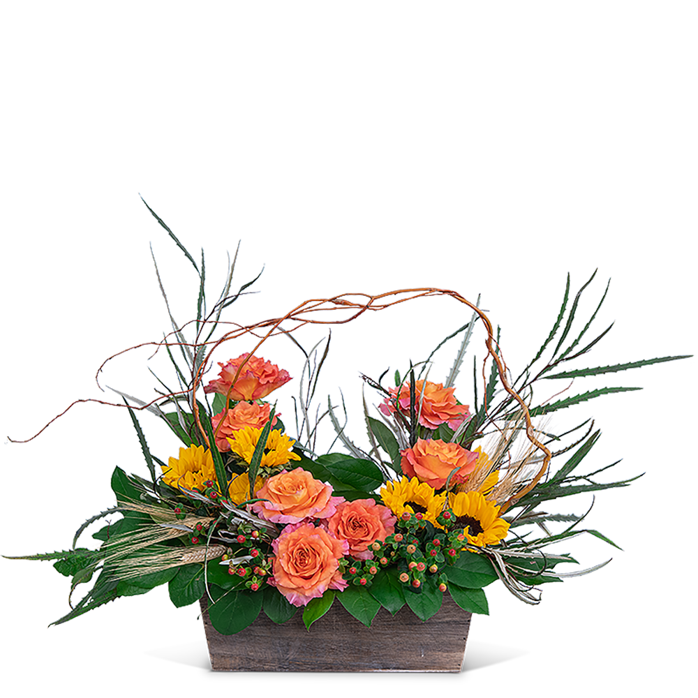 A Walk on the Wild Side