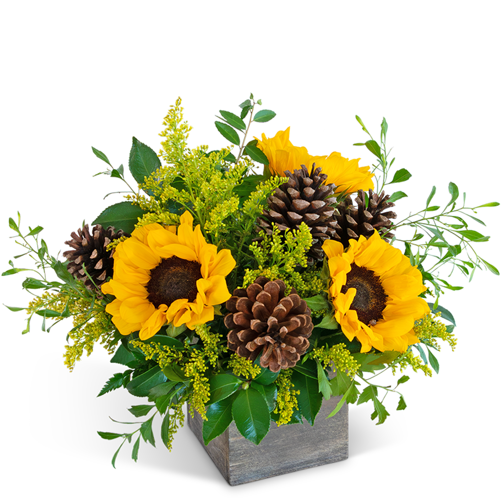 Harvest Sunburst Beauty