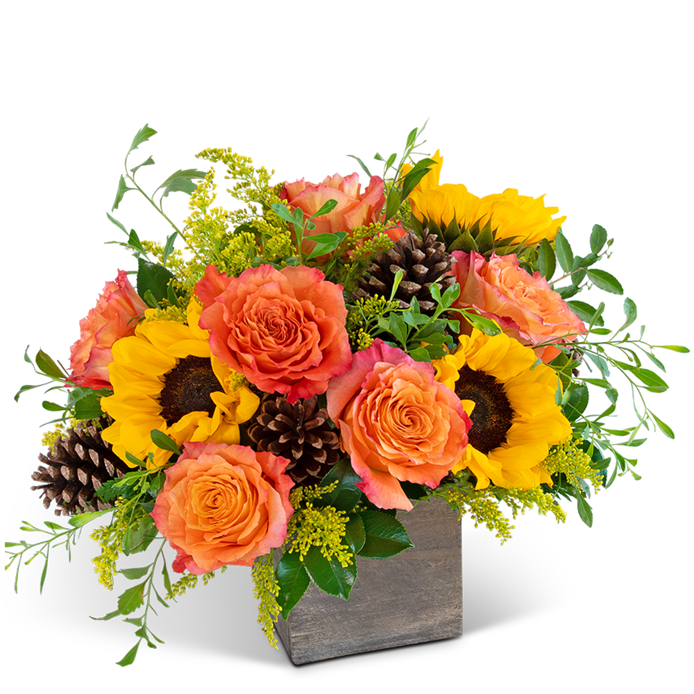 Harvest Sunburst Luxe