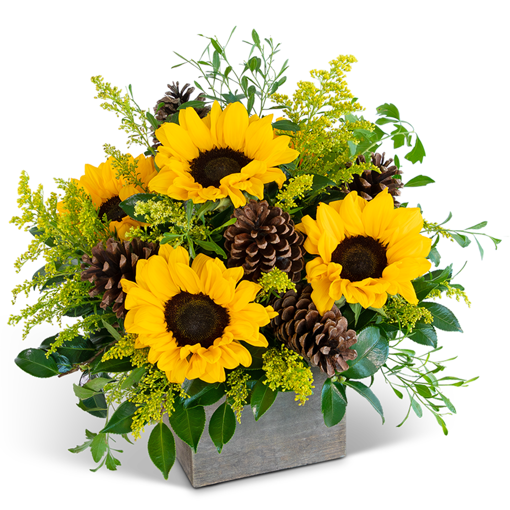 Glowing Harvest Beauty