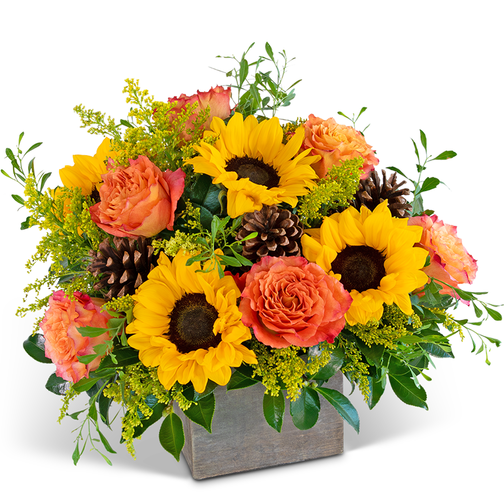 Luxe Woodland Sunshine