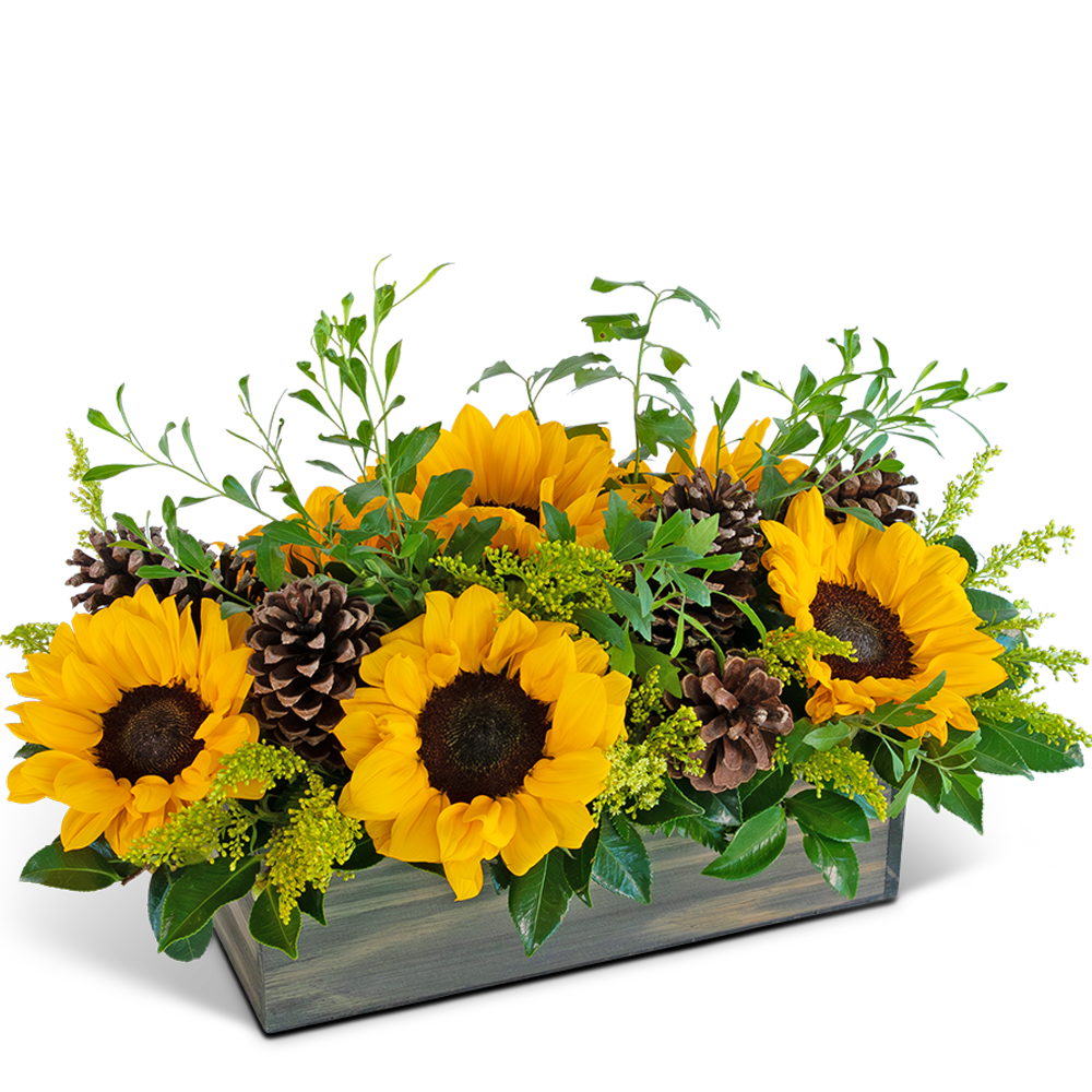 Rustic Fields in Autumn