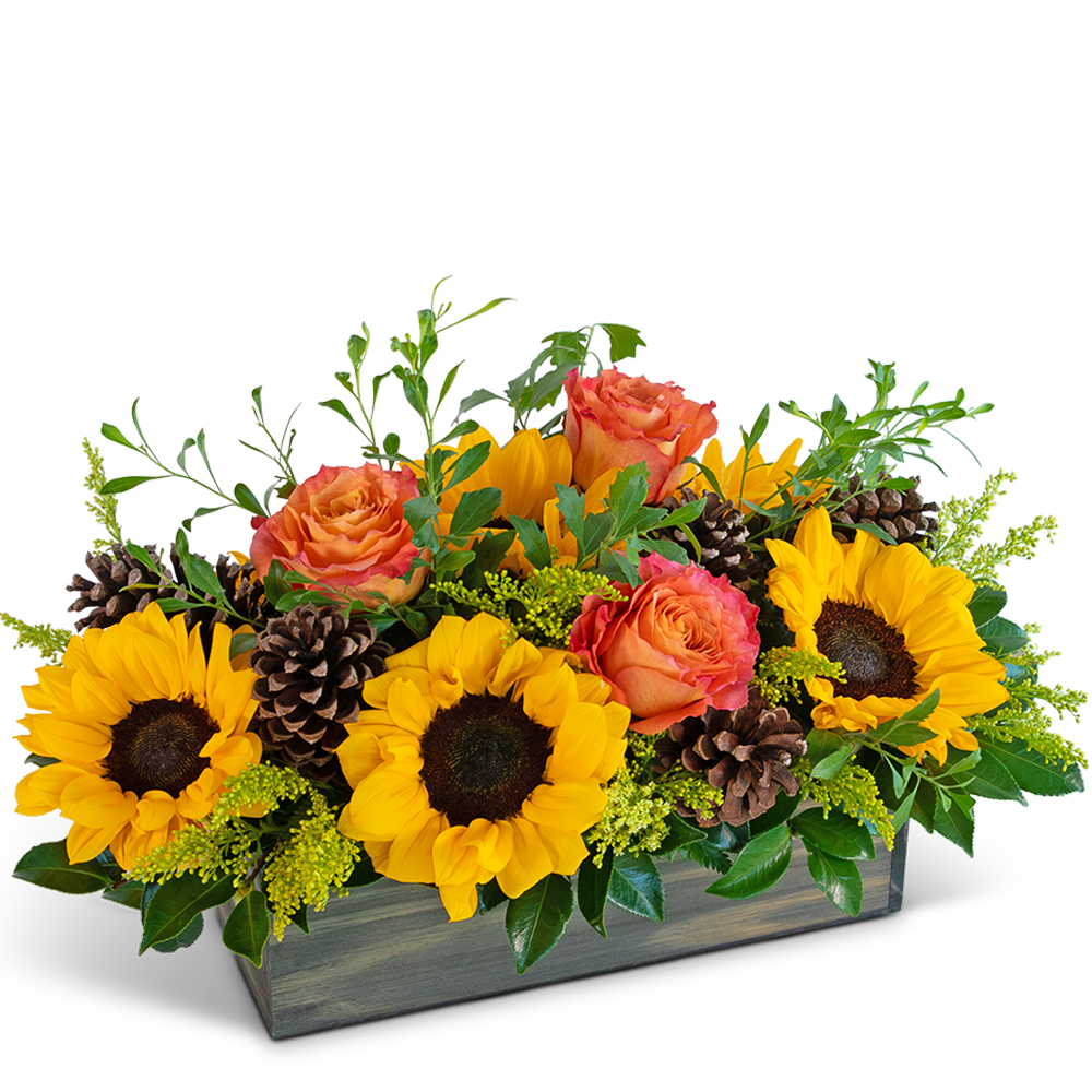 Luminous Autumn Fields