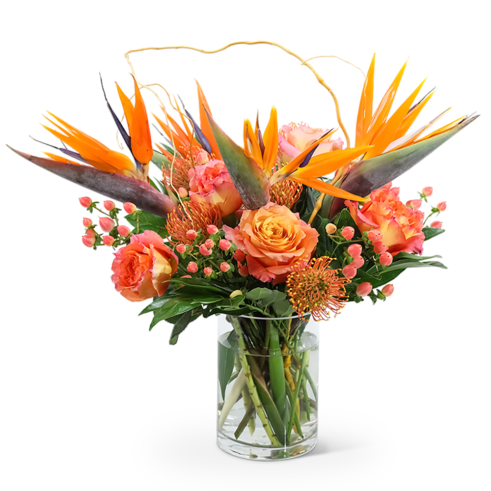 Spirit of the Tropics