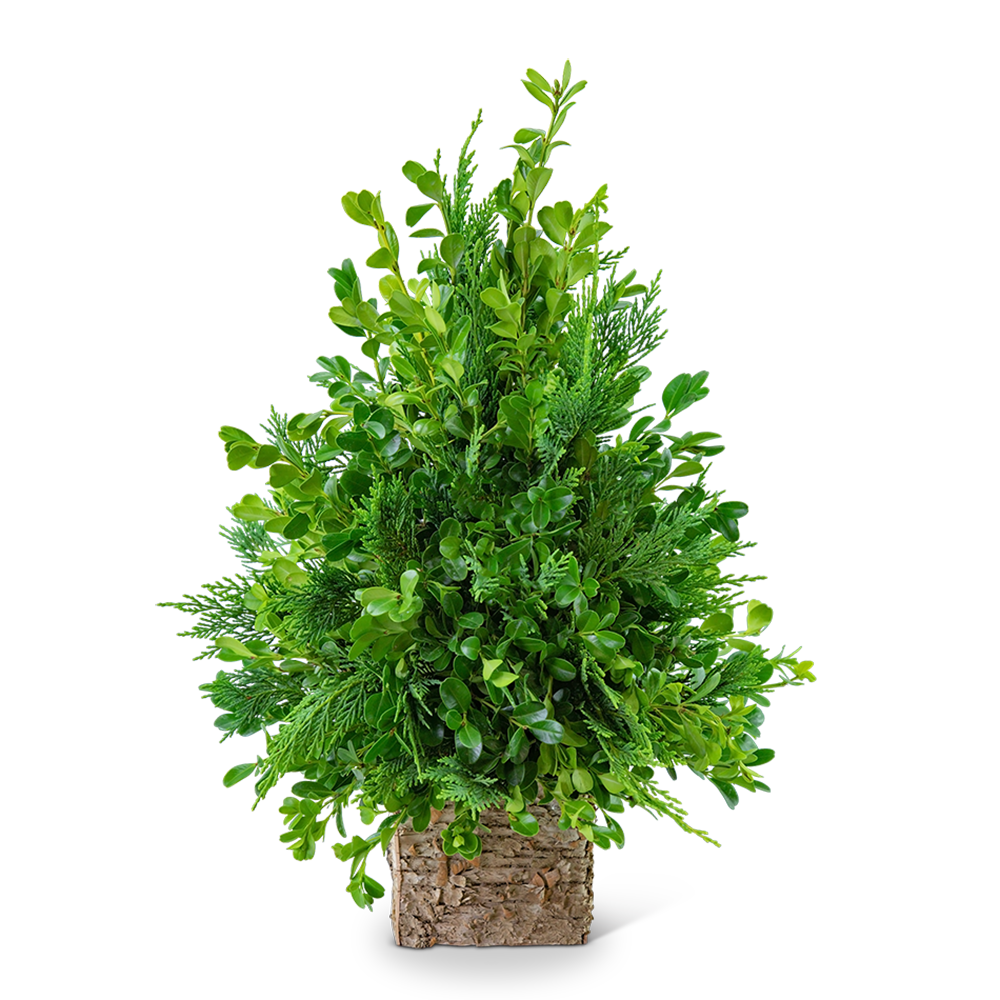 Boxwood Simplicity Tree