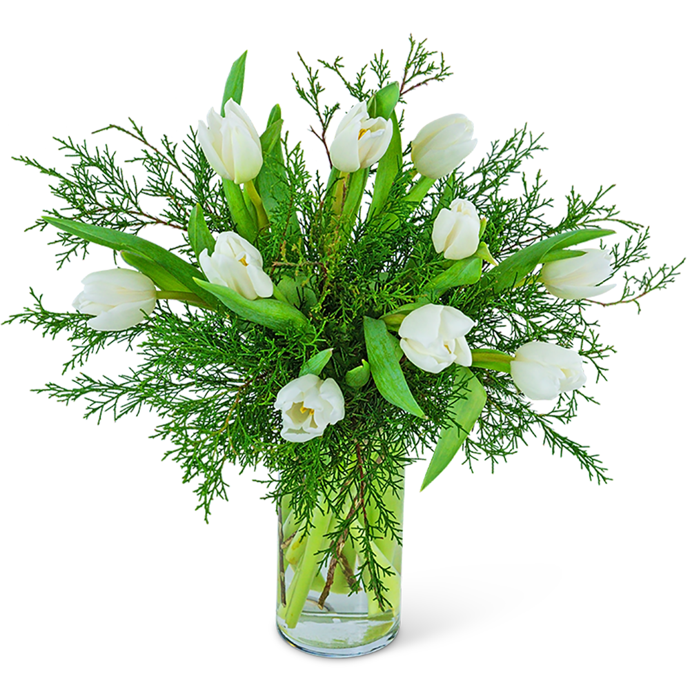 Winter White Tulips