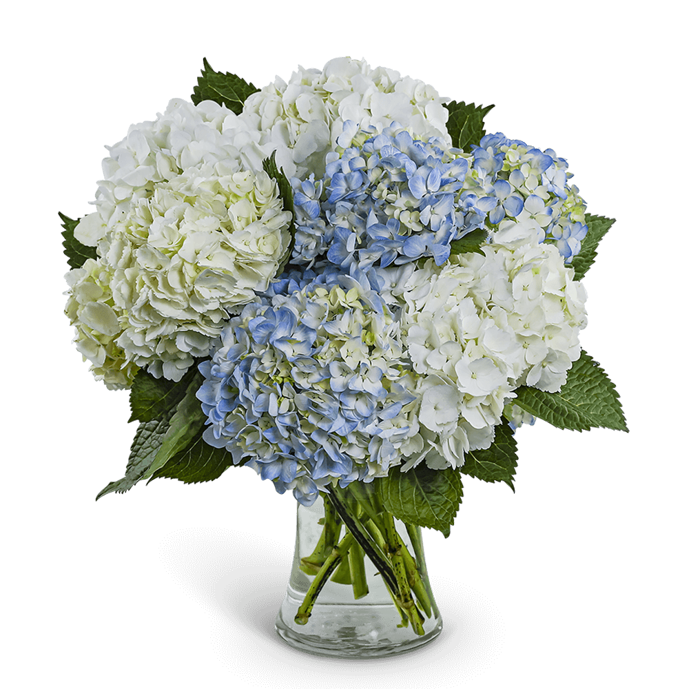 Lovely Lush Hydrangea