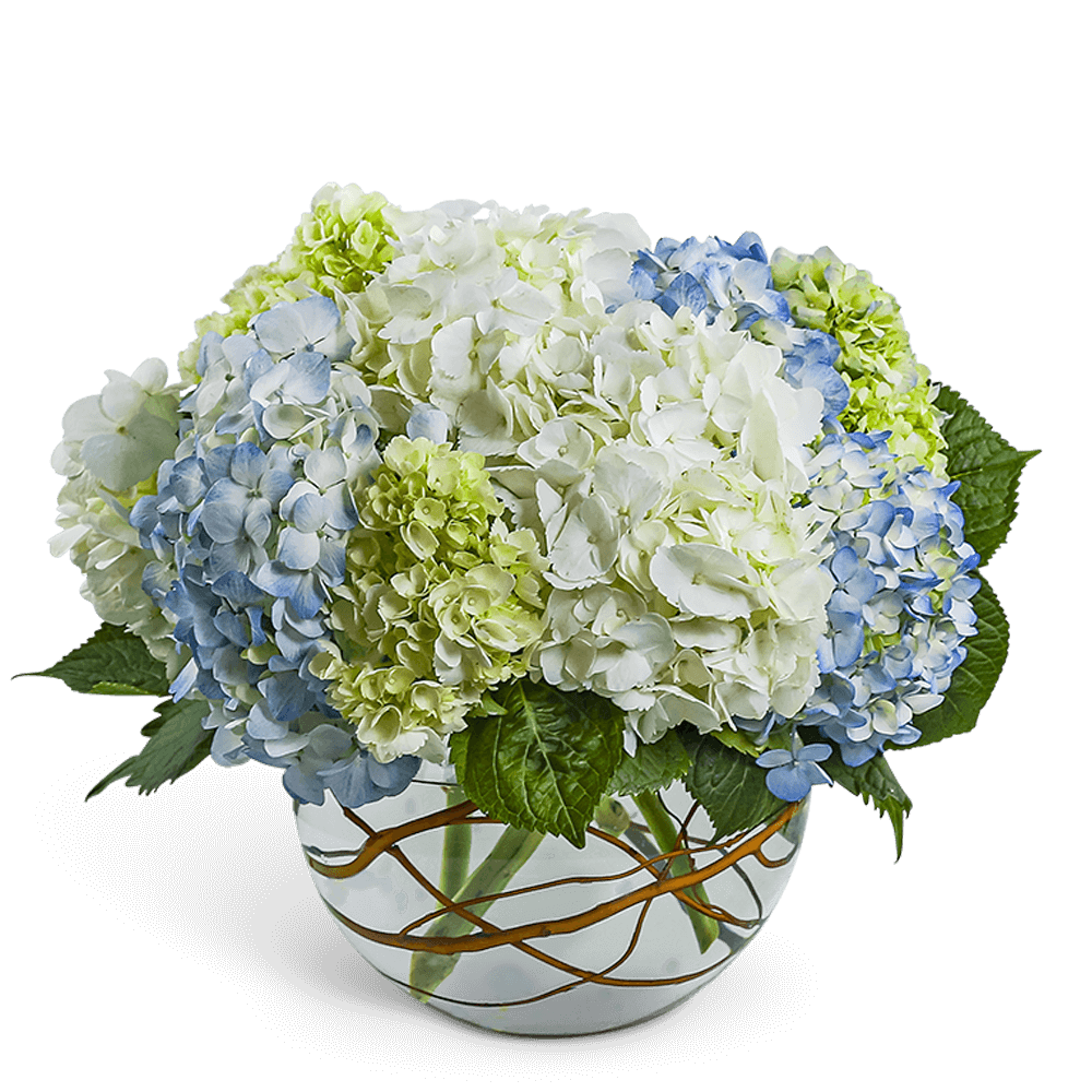 Modern Hydrangea
