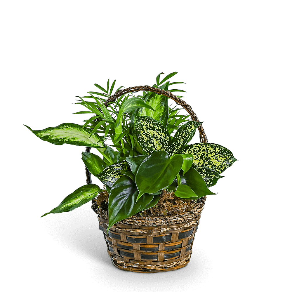Tranquil Dish Garden in Basket